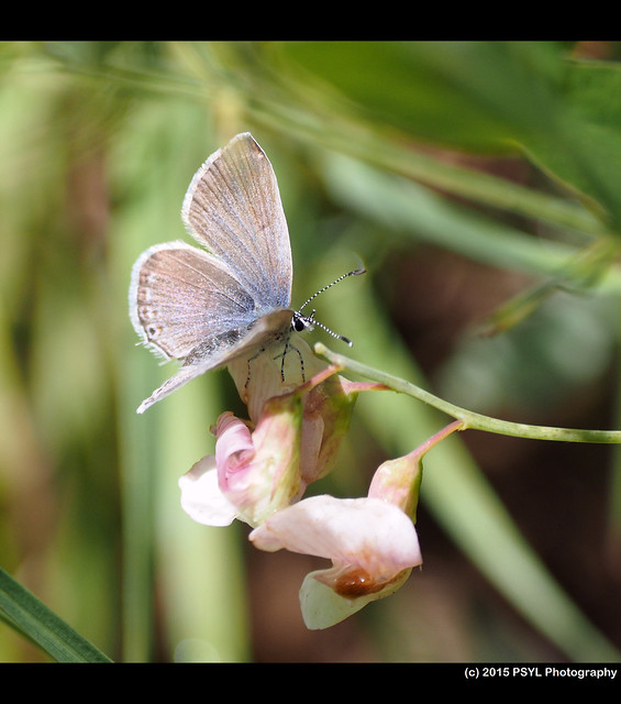Blue butterfly visiting Lathyrus leucanthus
