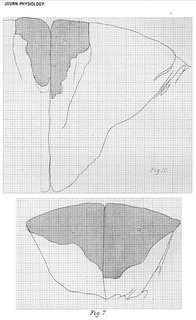 Plate XV, Journal of Physiology 14 (4-5) (1893). Figs. 7-10 from C.S. Sherrington, 'Note on the Spinal portion of some Ascending Degenerations'.