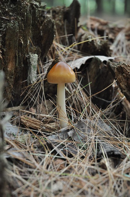 The perfect mushroom?