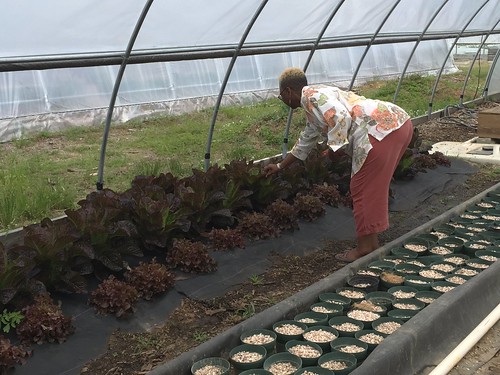 Dr. Ellen Harris, Director of the Beltsville Agricultural Research Center taking a look at the red leaf lettuce