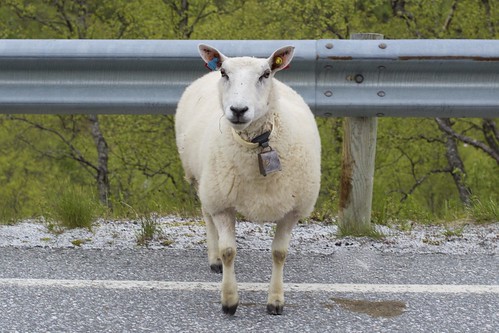 travel norway sheep roadside nesset