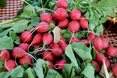 Red-Radishes-Bunch
