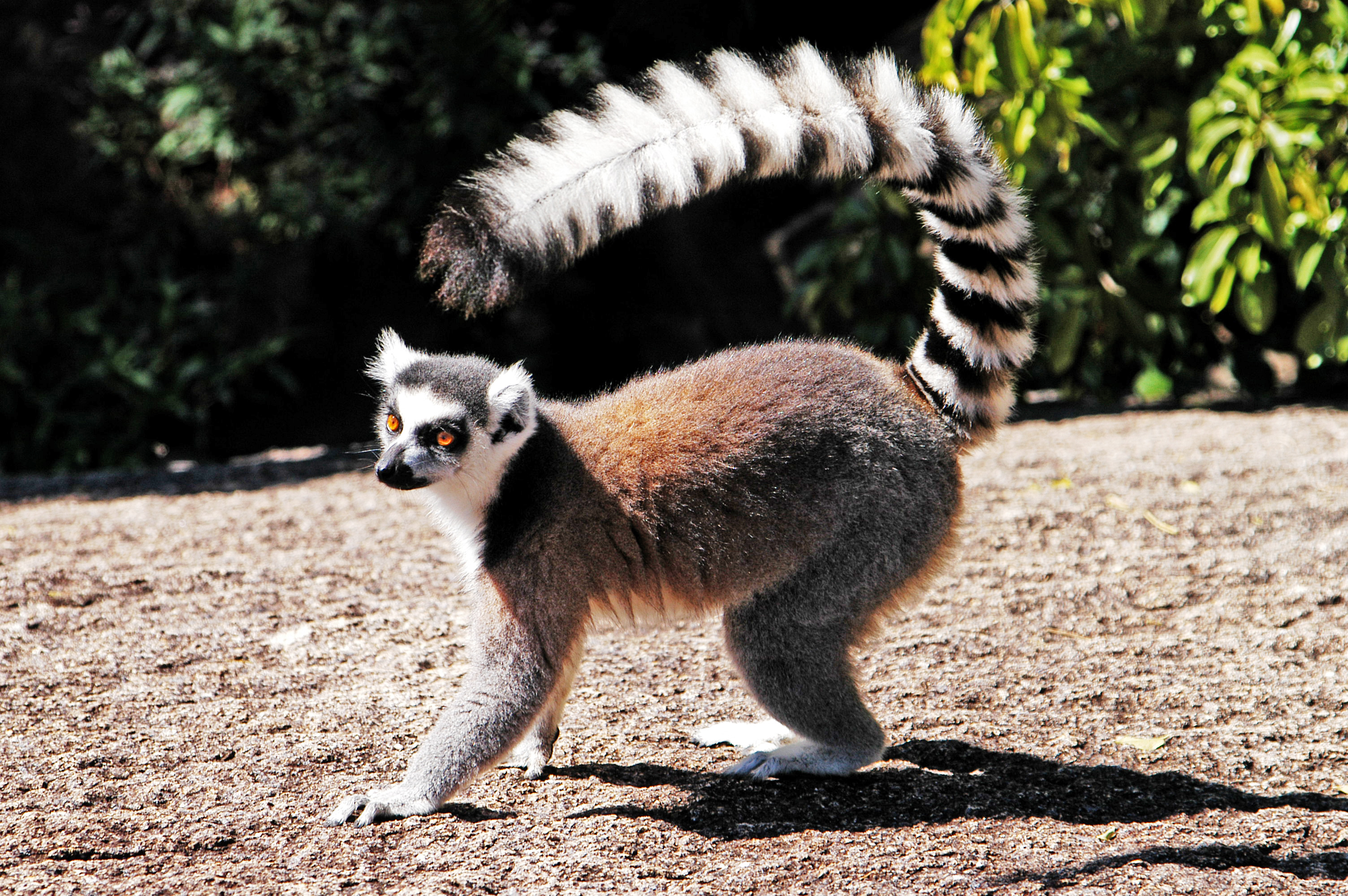 Jonge dame Kampioenschap Wat dan ook Ring-tailed Lemur (Lemur catta), Isalo National Park, Madagascar |  GRID-Arendal