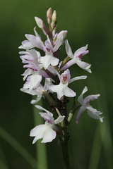 Common Spotted Orchid - Dactylorhiza fuchsii