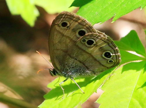county butterfly little reis iowa larry allamakee woodsatyr