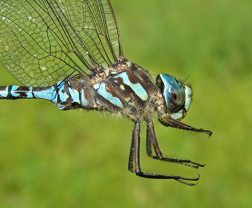 insect dragonfly darner odonata anisoptera aeshnidae canadadarneraeshnacanadensis