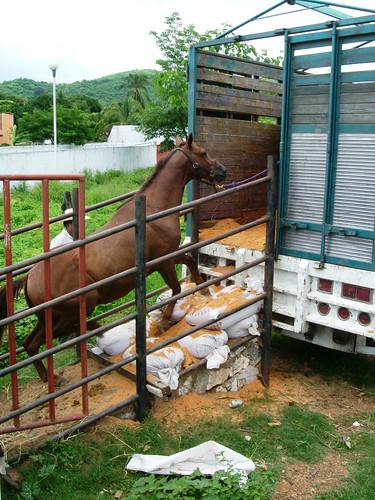 Loading horses
