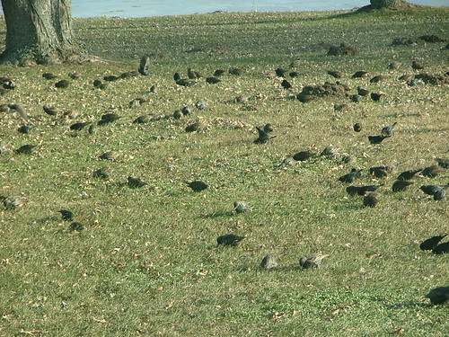 bird 2004 animal photo many flock unfound lots
