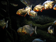 Piranha's at the Newport Aquarium