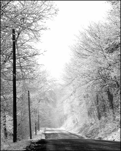 road trees winter blackandwhite white snow topv111 landscape path