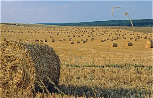 autumn france field geotagged farming straw slide transparency agfa lorraine haybale argonne meuse haybales verdun pentaxmz10 ctprecisa agfachrome ronlayters slidefilmthenscanned departementcinquantecinq geo:lat=491995 geo:lon=504539