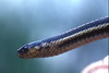 <a href="http://www.flickr.com/photos/alumroot/35254431/">Photo of Thamnophis butleri by Alan Wolf</a>