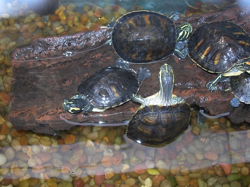 Turtles in the Tybee Island Marine Center