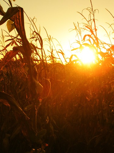 corn sunset fall field