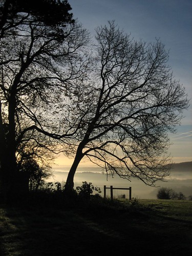 tree silhouette topv111 tag3 taggedout sunrise tag2 tag1 surrey dorking northdowns 1on1 125fav molevalley mireasrealm