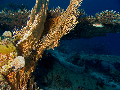 coral geotagged underwater dahab redsea diving geolat284832 geolon345161