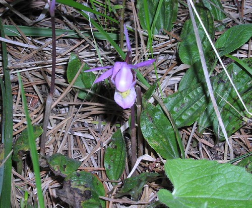 Calypso bulbosa, Calypso orchid / Cypress Hills Interprovincial Park, Canada