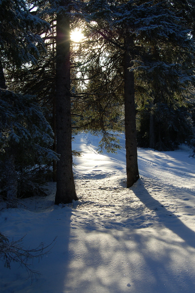 Winter in the forest - Photo copyright Hanna Andersson #sweden