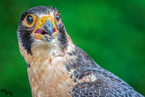 southcarolina falcon peregrinefalcon awendaw avianconservationcenter thecenterforbirdsofprey