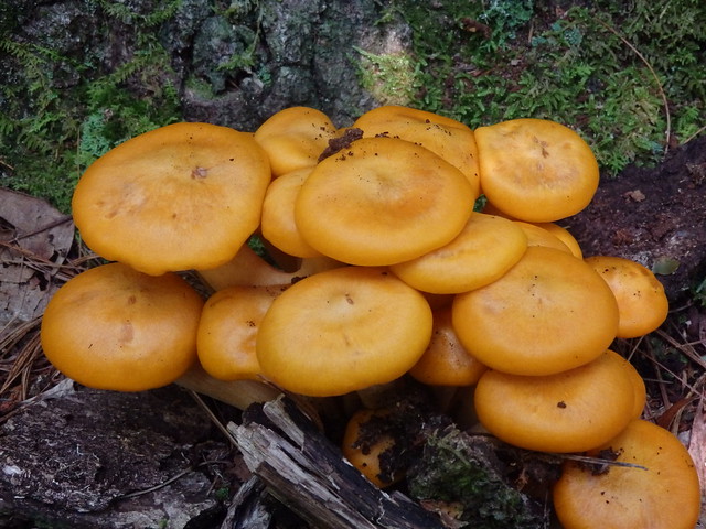 Jack-o-lantern mushrooms (Omphalotus olearius) Linville Gorge
