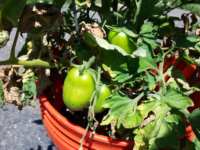 2015_tomatoes