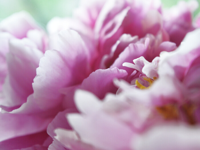 why do bloggers love peonies
