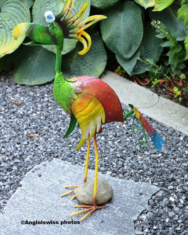 New Bird in the garden