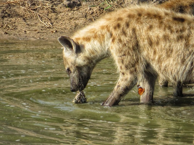 A hyena hides his food