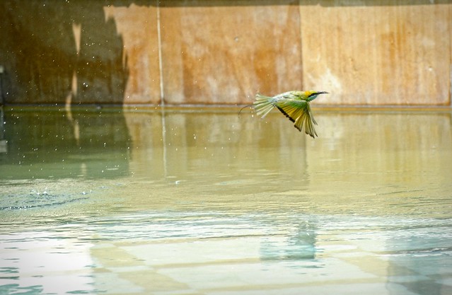 Bee-Eaters Bathing