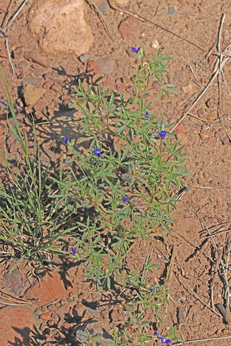 2016 catronco fabaceae fabales lupinusbrevicaulis mangusmountain nm rosids shortstemlupine wildflower flower lupiinus lupine