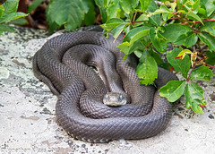 Black Rat Snake