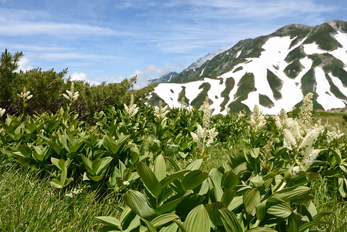 コバイケイソウ　背景に薄っすらと雲がかかる剱岳　立山室堂　散歩道の花