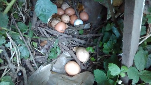 eggs July 15