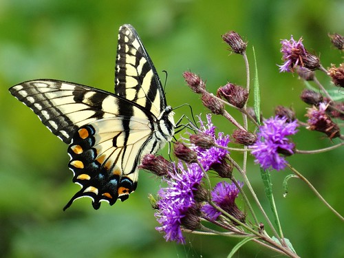 statepark summer flower butterfly virginia