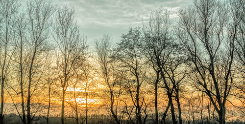 middendelfland orange silhouettetrees sundown sunset trees nederlandvandaag
