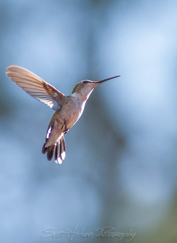 hummingbird idaho northernidaho idahopanhandle