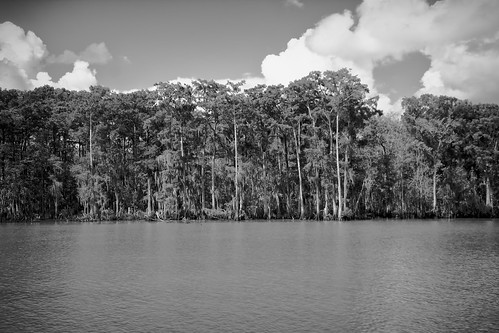 trees blackandwhite nature monochrome canon louisiana unitedstates bayou swamp cypress berwick waterscape stmaryparish bayouchene canonrebel3ti ilobsterit