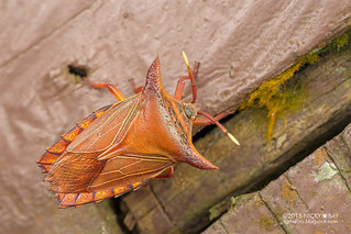 Giant shield bug (Pygoplatys lunatus) - DSC_5444