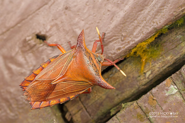 Giant shield bug (Tessaratomidae) - DSC_5444
