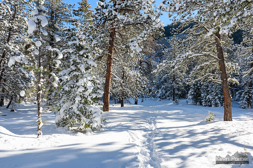 southpineycreek pineycreek canyon wyoming story winter cold frigid december snow snowy bighornmountains bighornnationalforest pine trees nikond750 tamron2470mmf28 trail path tracks morning sunny sunshine