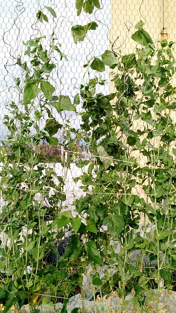 Sugar snap peas coming down, beans going up.