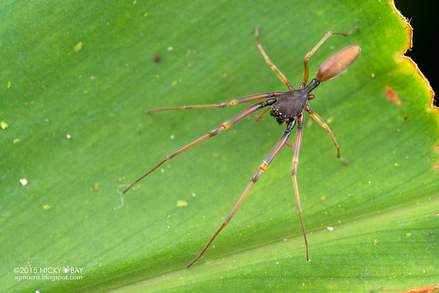Ant-like sac spider (Utivarachna sp.) - DSC_4533
