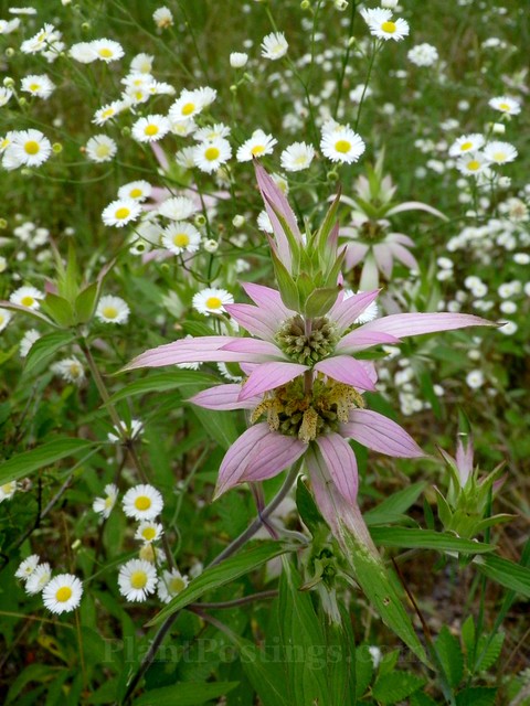 monarda & fleabane