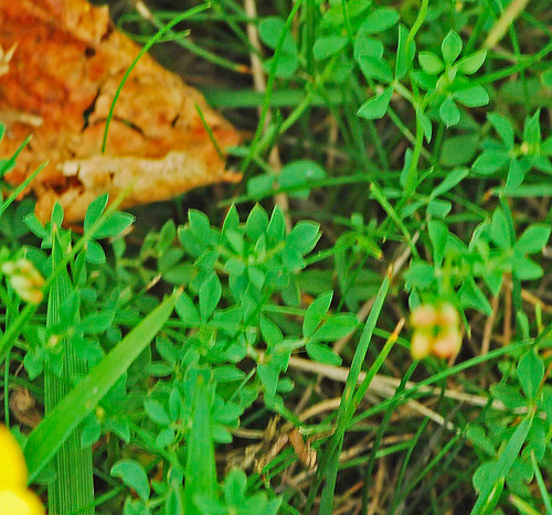 080713 2008 birdsfoottrefoil fabaceae fabales lotus lotuscorniculatus mi rosids seneynwr trefoil flower wildflower