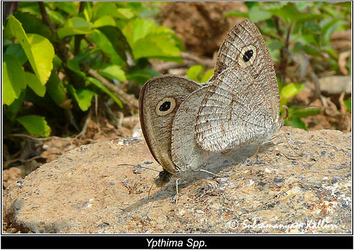 butterflies insects nymphalidae insectindia butterfliesofindia butterfliesofandhrpradesh lepidopreta