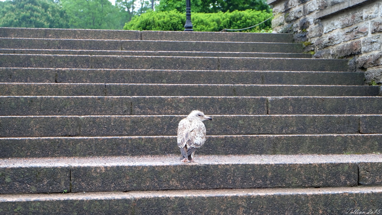 Little gull in Kadriorg Park