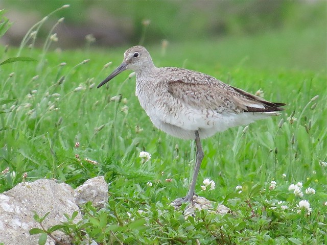 Willet at the Gridley Wastewater Treatment Ponds in McLean County, IL 02