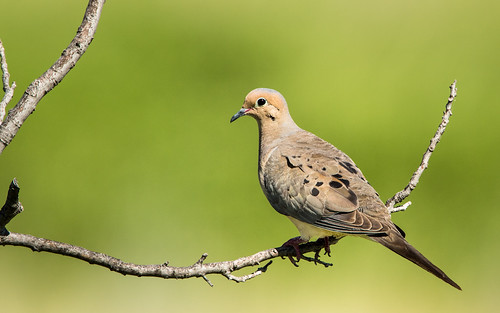 green bird oklahoma us unitedstates mourning dove limb avian lawton