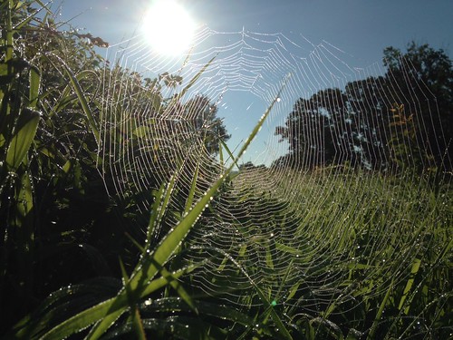 sun field spider spiderweb dew