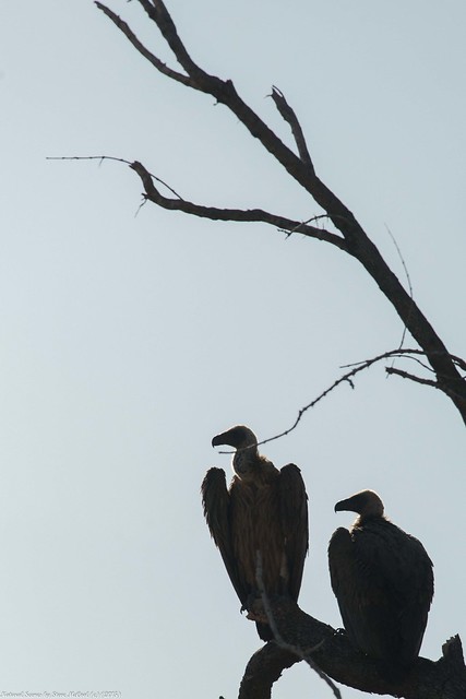 white backed vultures